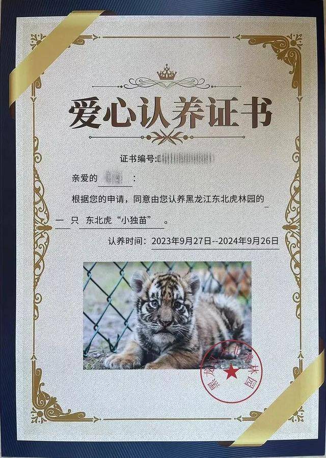 无协议、不公示、隐瞒死讯,黑龙江东北虎林园认养虎项目遭质疑