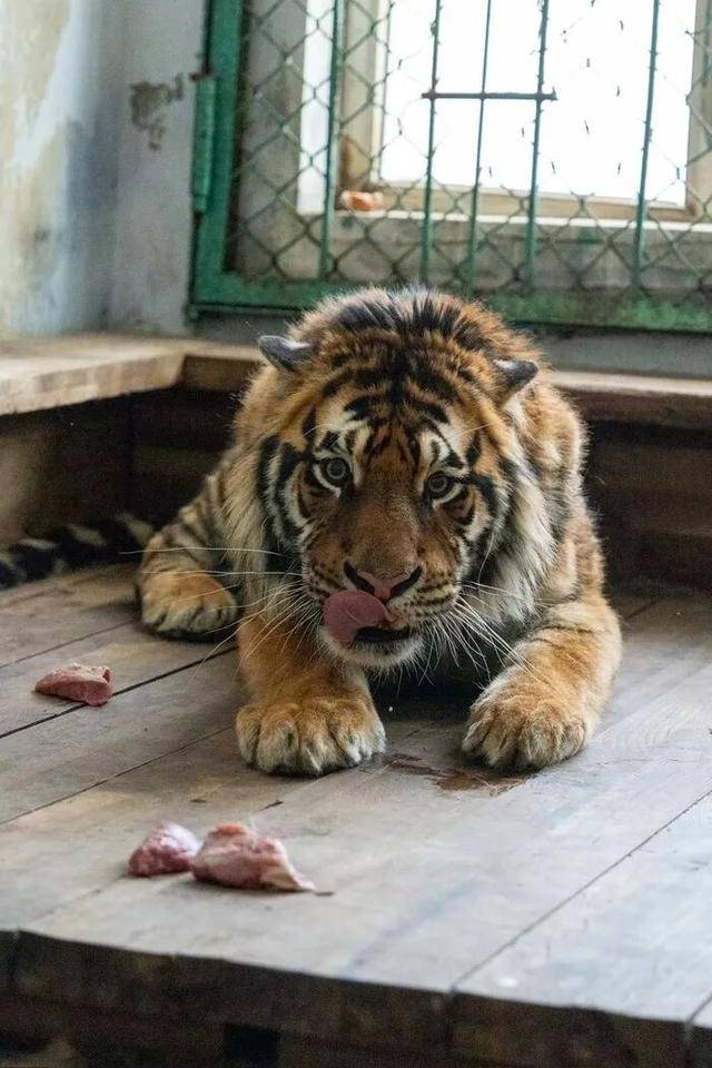 无协议、不公示、隐瞒死讯,黑龙江东北虎林园认养虎项目遭质疑