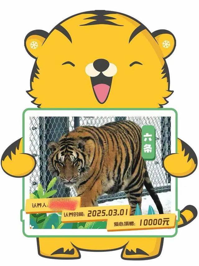 无协议、不公示、隐瞒死讯,黑龙江东北虎林园认养虎项目遭质疑
